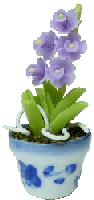 Lavender Orchid in Pot