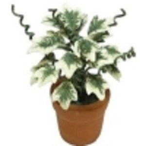 English Ivy in Terra Cotta Pot