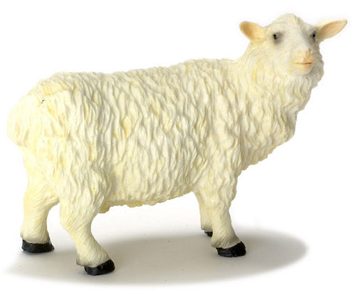 Male Sheep