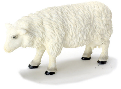 Female Sheep