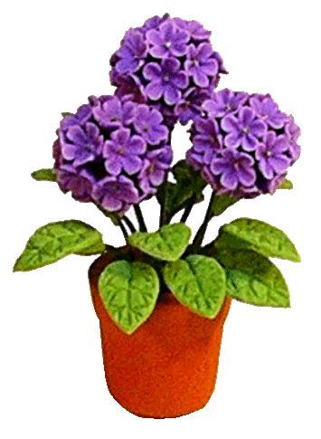 Hydrangeas in Clay Pot