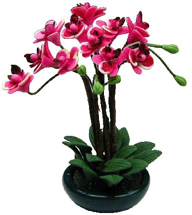 Pink Orchid in Bowl