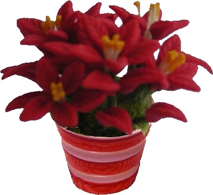 Poinsettias in Red & White Pot