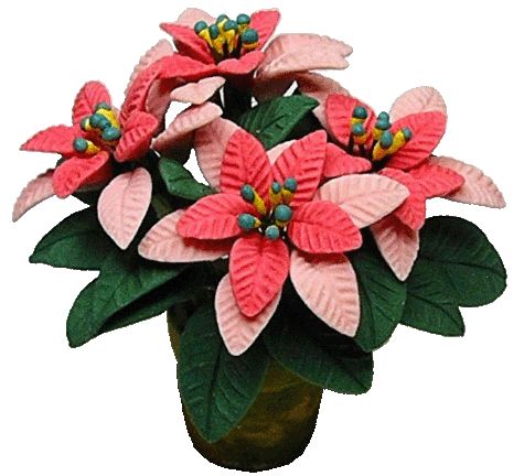 Pink Poinsettias in pot