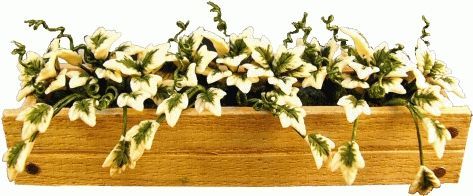 Window Box with English Ivy