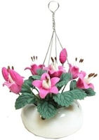 Pink Flowers in Hanging Pot