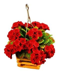 Red Geraniums in Hanging Basket Planter