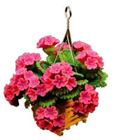 Pink Geraniums in Hanging Planter