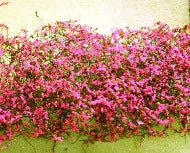 Bougainvillea Vine