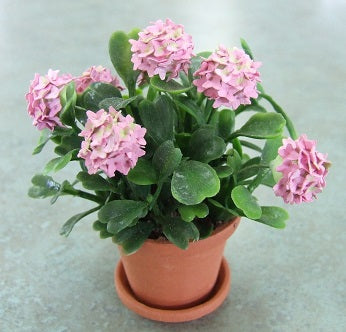 Pink Hydrangeas in Clay Pot