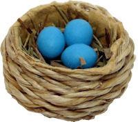 Blue Eggs in Birdnest