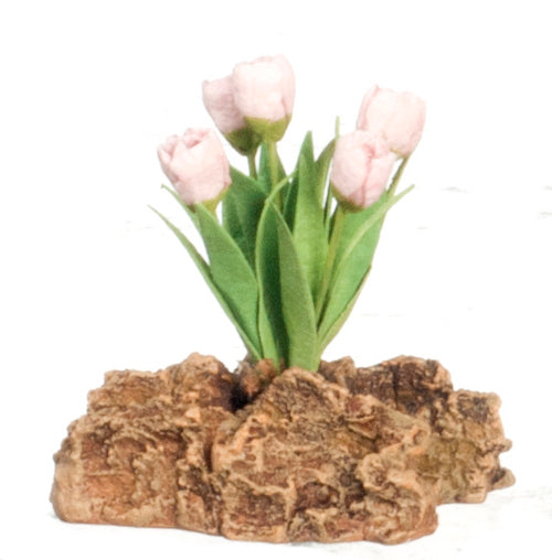 Tulips Plant on Rock, Pink