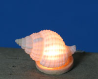 Sea Shell Table Lamp