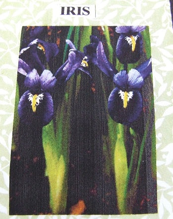Iris Flower Kit