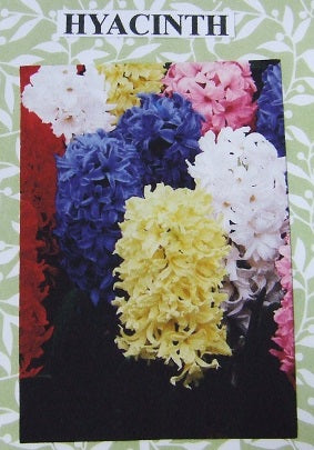 Hyacinth Flower Kit, 18 Flowers