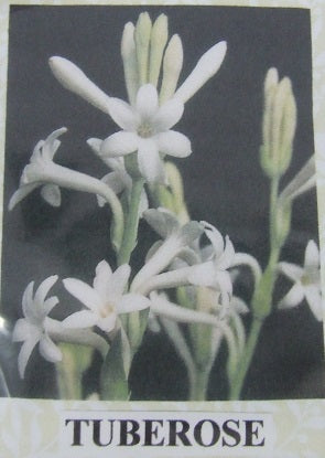 Tuberose Flower Kit