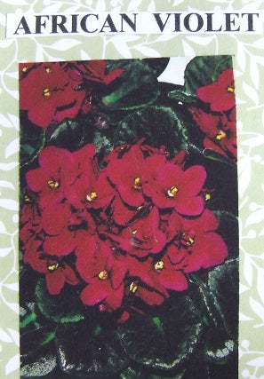 African Violet Flower Kit, 10 Flowers