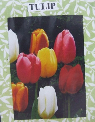 Tulip Flower Kit