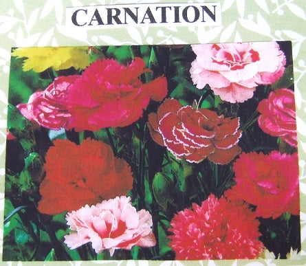 Carnation Flower Kit, 18 Flowers