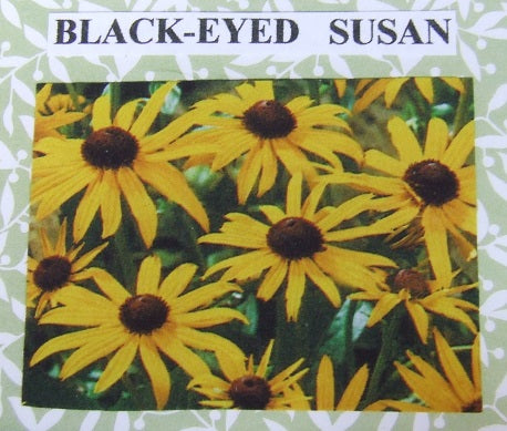 Black Eyed Susan Flower Kit