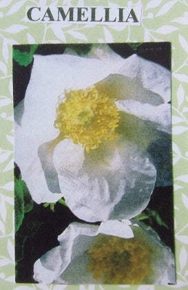 Camellia Flower Kit
