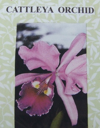 Cattleya Orchid Flower Kit