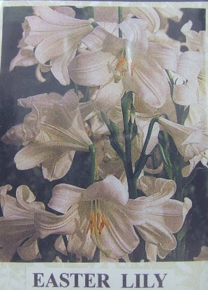 Easter Lily Flower Kit