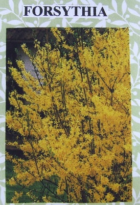 Forsythia Flower Kit