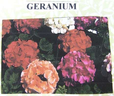 Geranium Flower Kit
