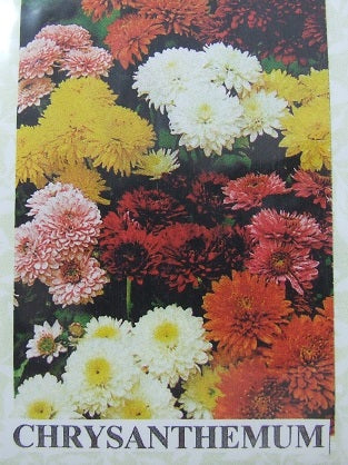 Chrysanthemum Flower Kit