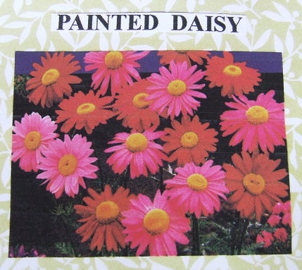 Painted Daisy Flower Kit