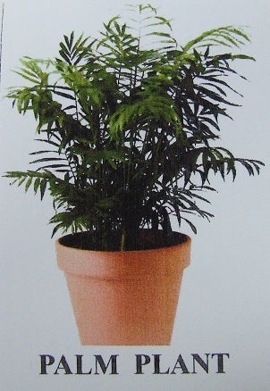 Palm Plant Flower Kit