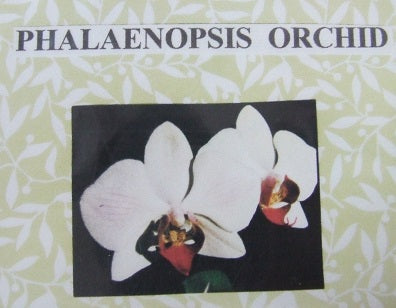 Phalaenopsis Orchid Flower Kit