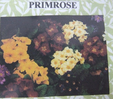 Primrose Flower Kit