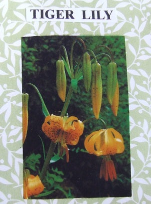 Tiger Lily Flower Kit