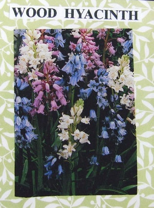 Wood Hyacinth Flower Kit