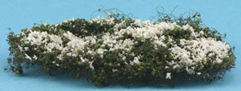 Creeping Phlox, White