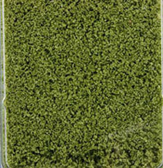 Krinkles, Large, Light Green