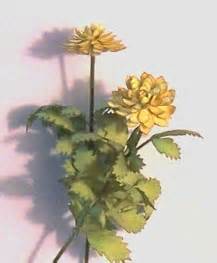 Dahlias & Daisies in Tall Patio Jar