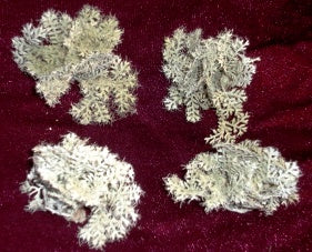 Dusty Miller Bushes