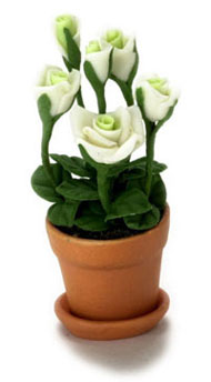 White Roses in Pot