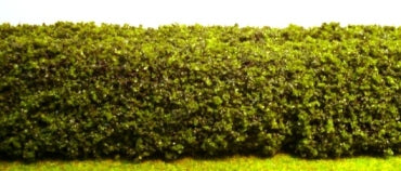 Green Hedge, Large