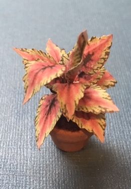 Coleus House Plant Kit, 220