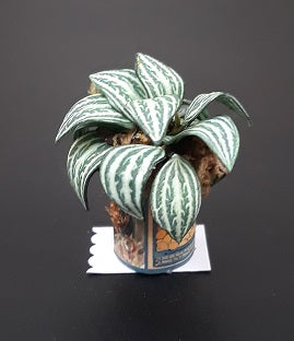 Stripe Leaf Plant in Rooster Can Pot