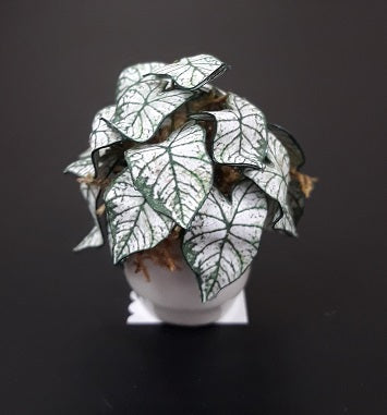 Caladium in White Pot