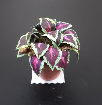 Coleus Blumei in Terra Cotta Pot, Small