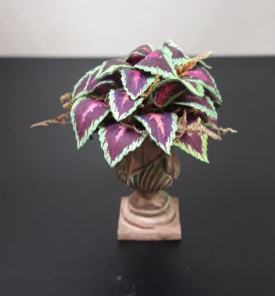 Coleus Blumei in Terra Cotta Urn