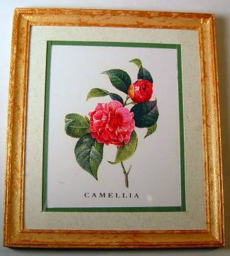 Redoute's Camellia Print