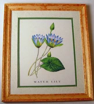 Redoute's Water Lily Print