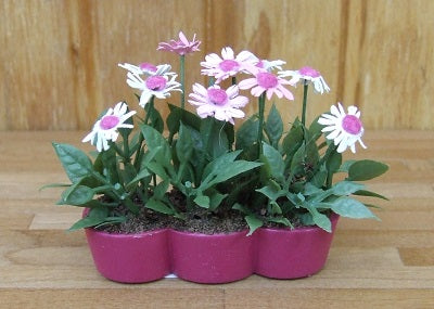 Daisies in Triple Pot